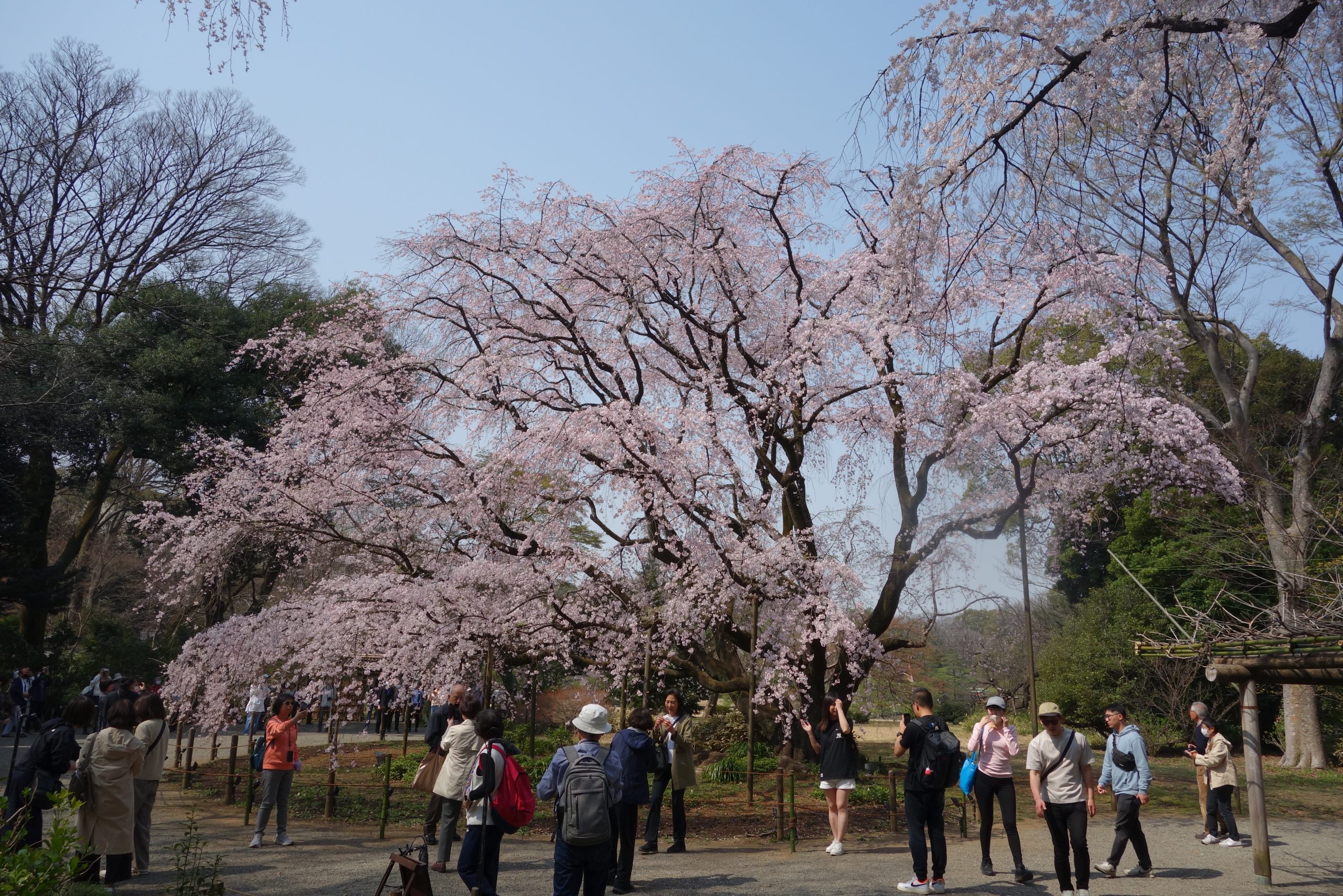 六義園のしだれ桜