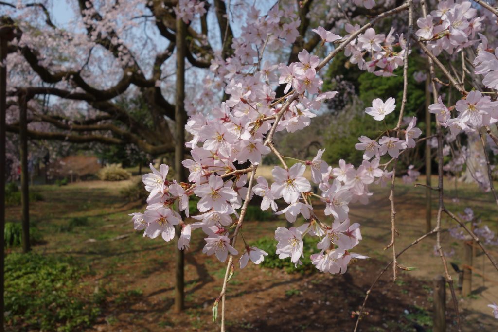 しだれ桜