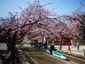 安行桜　ミニ鉄道